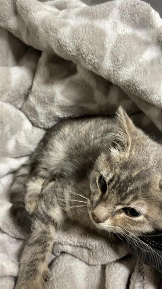 Shelter Stray Female Cat last seen IH 35 AND RUNDBERG, Austin, TX 78702