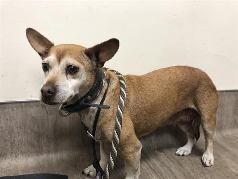 Shelter Stray Female Dog last seen E VILLA ST/ N MARTELO AVE, Pasadena, CA 91105
