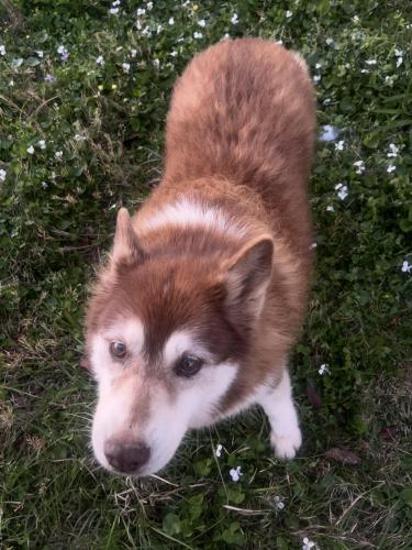 Lost Female Dog last seen wright cir, Jonesboro, GA 30236