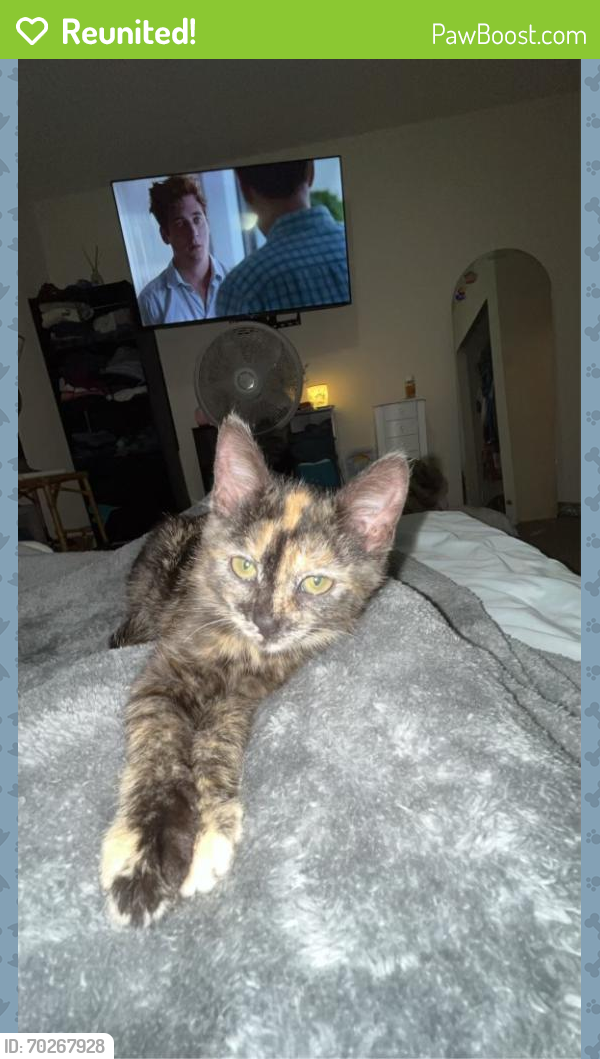 Reunited Female Cat last seen Maple and edwards, Wichita, KS 67209