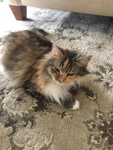 Lost Female Cat last seen Windward Passage, near Military/Gateway, Palm Beach County, FL 33436