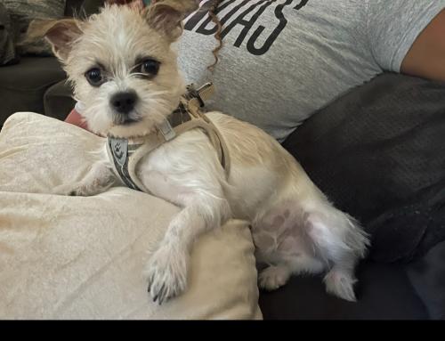 Lost Male Dog last seen phillips dr. /Towne St, Pomona, CA 91766
