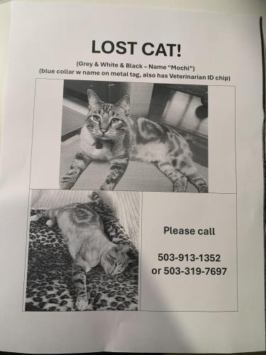 Lost Male Cat last seen Lakeridge , Lake Oswego, OR 97034