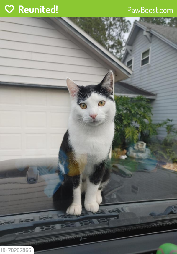 Reunited Male Cat last seen Gelding and Thoroughbred 32257, Jacksonville, FL 32257