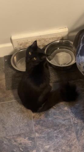 Lost Male Cat last seen Jessie and Cook St. , Saint Paul, MN 55130
