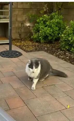 Lost Male Cat last seen Soledad Saugus CA, Santa Clarita, CA 91350