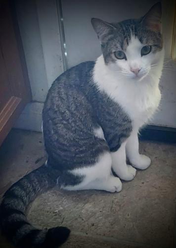 Lost Male Cat last seen Frontage Rd & Hwy 74p, Palm Desert, CA 92260
