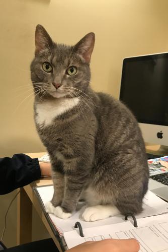 Lost Female Cat last seen Midpines, Ashland, VA 23005