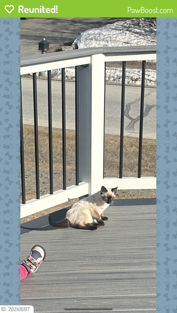 Reunited Female Cat last seen Goldenview , Anchorage, AK 99516