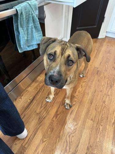Found/Stray Male Dog last seen 52nd and Lowell, Denver, CO 80221