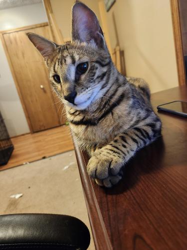 Lost Male Cat last seen Mount Pleasant St and Middlebranch, Canton, OH 44721