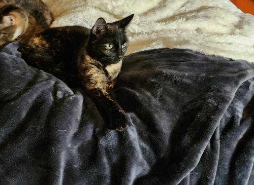 Lost Female Cat last seen Person Drive, Spindale, NC 28160