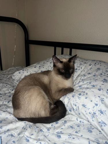 Lost Female Cat last seen Tinker Federal Credit Union, Norman, OK 73071