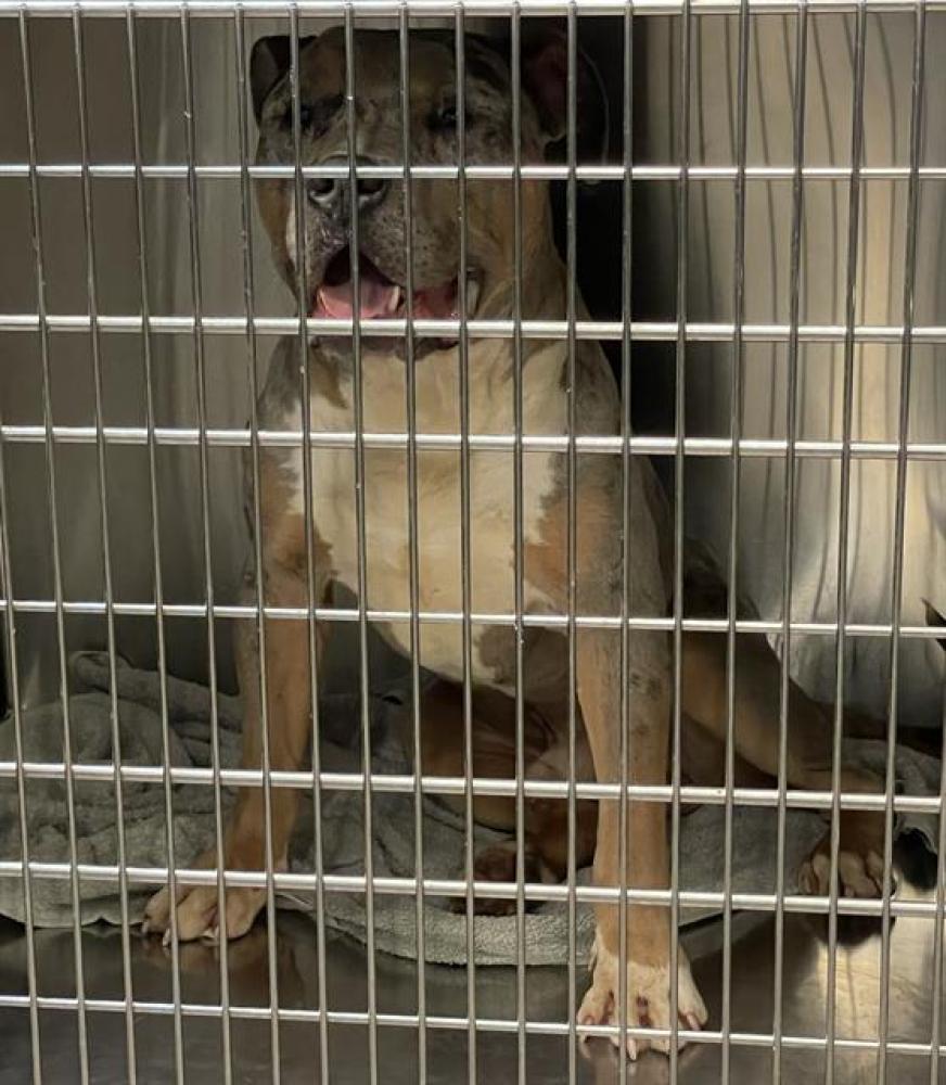 Shelter Stray Male Dog last seen Near BLOCK BAUR BLVD, Olivette, MO 63132
