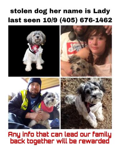 Lost Female Dog last seen Loft hotel On Memorial Drive behind the Lowe’s. She was stolen by Devon Thomas., Oklahoma City, OK 73142