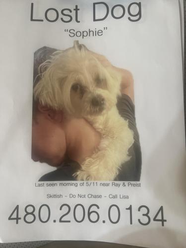 Lost Female Dog last seen Near Valley Christian High School  on 56 th between Chandler Blvd and Ray Road , Tempe, AZ 85281