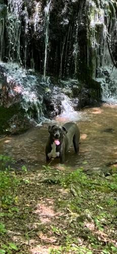 Lost Male Dog last seen At the waterfall next to the bluffs of Wilson’s creek, Caldwell County, NC 28645