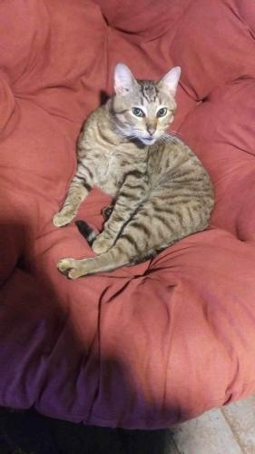 Lost Male Cat last seen The AME church and Fenwick ST, Augusta, GA 30904