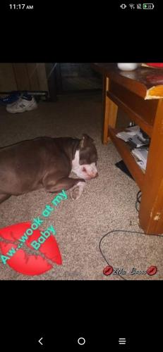 Lost Female Dog last seen Aspen Rd sarcoxie mo, Pierce City, MO 65723