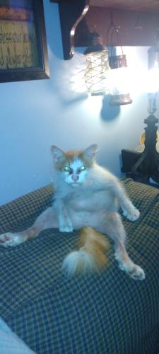 Lost Male Cat last seen Off of main street close to catholic church, Nicholasville, KY 40356