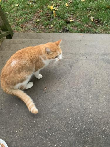 Lost Female Cat last seen Jefferson & Washington Ave, Brentwood, NY 11717