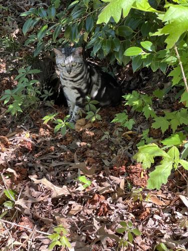 Lost Female Cat last seen Laurel cove, Virginia Beach, VA 23454