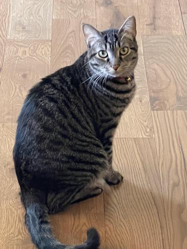 Lost Male Cat last seen On Covell Rd, between Post and Westminster , Arcadia, OK 73007