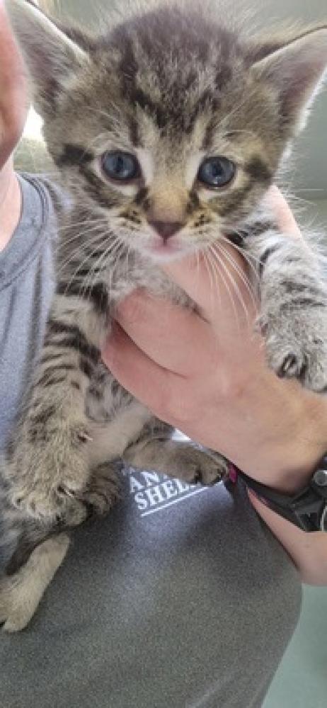 Shelter Stray Female Cat last seen Lorton, VA, 22079, 8520 Cinder Bed Rd, Fairfax County, VA, Fairfax, VA 22032