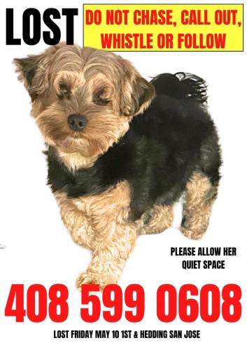 Lost Female Dog last seen She was last seen around noon on Hedding Street and 10th Street., San Jose, CA 95112