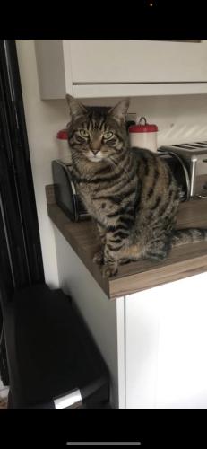 Lost Male Cat last seen Schools hill, Cheadle, England SK8