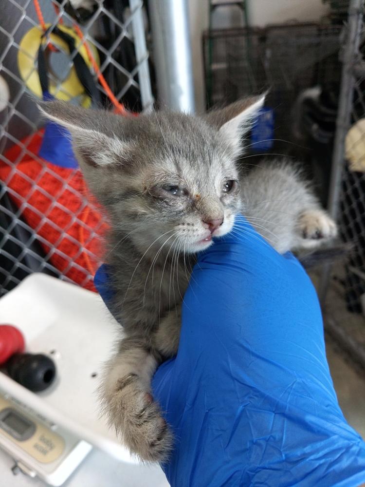 Shelter Stray Female Cat last seen Near N Loop Street, LAFAYETTE, LA, 70501, Lafayette, LA 70507