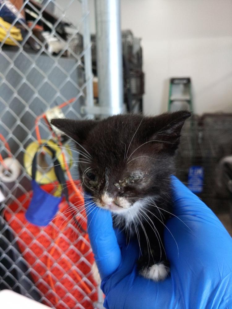 Shelter Stray Male Cat last seen Near N Loop Street, LAFAYETTE, LA, 70501, Lafayette, LA 70507