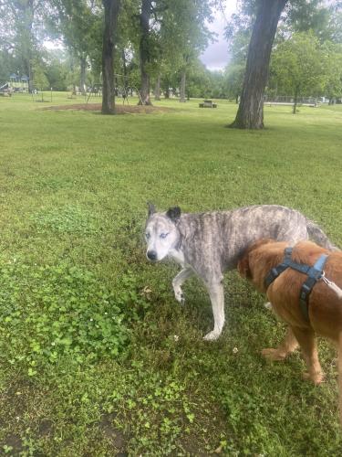 Found/Stray Male Dog last seen “er Park” 5328 S Wheeling Ave. Tulsa, OK 74105 , Tulsa, OK 74104