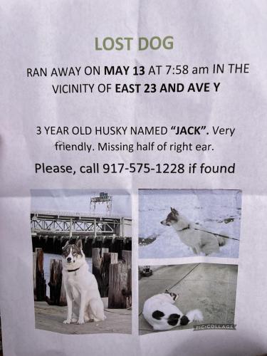 Lost Male Dog last seen Ave Y and East 22 St, Brooklyn, NY 11235