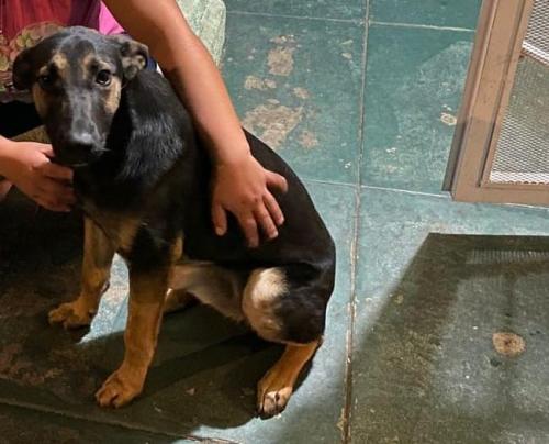 Lost Female Dog last seen Exposition Blvd and Vermont Avenue, Los Angeles, CA 90018