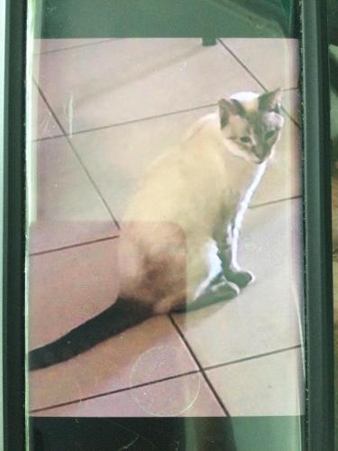 Lost Female Cat last seen At  on the patio, Riviera Beach, FL 33404