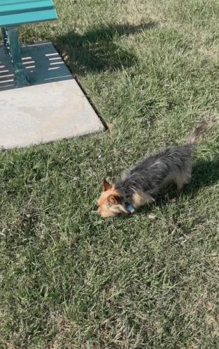 Lost Male Dog last seen Near university ave spc 63 loma linda ca 92354, Loma Linda, CA 92354