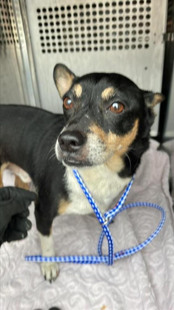 Shelter Stray Male Dog last seen Near BLOCK REINLI STREET, Austin, TX 78702