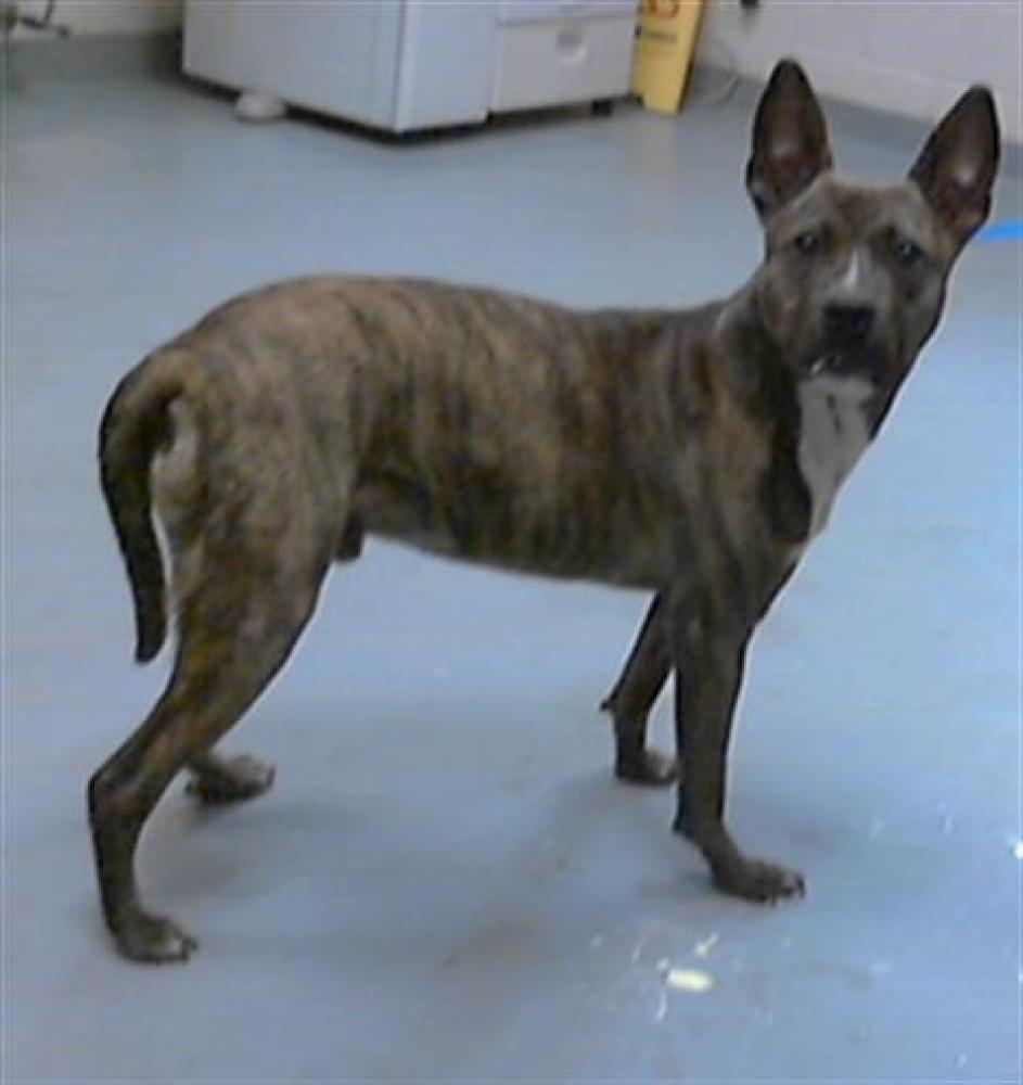 Shelter Stray Male Dog last seen Near BLOCK DAVIDSON DR, FAYETTEVILLE NC 28306, Fayetteville, NC 28306