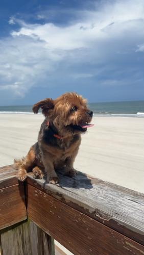 Lost Female Dog last seen Lora Street, Neptune Beach, FL 32266