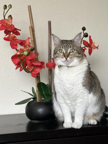 Lost Female Cat last seen Dancy-Bolin, San Diego, CA 92126
