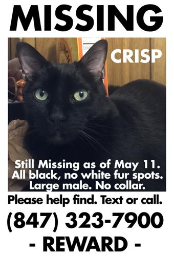 Lost Male Cat last seen Maple and Greenwood Streets. Evanston, Evanston, IL 60201