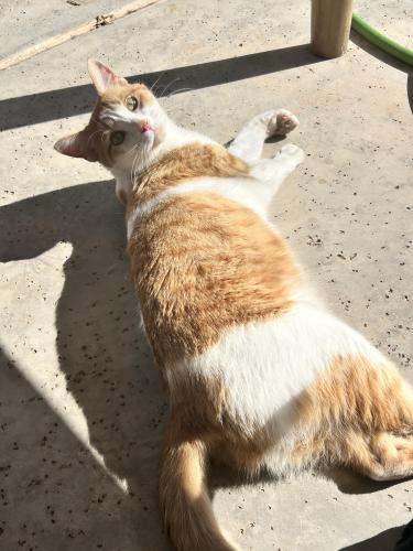 Lost Female Cat last seen W Hermosa Dr by Tides at south Tempe, Tempe, AZ 85282
