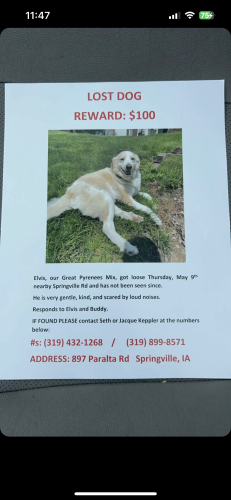Lost Male Dog last seen Grant Wood Trail, Springville, IA 52336
