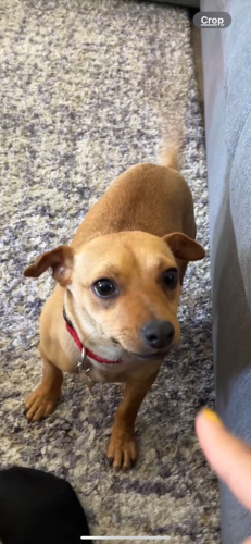Lost Female Dog last seen West Avenue K and 25th West, Lancaster, CA 93536