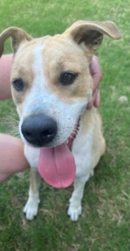 Found/Stray Male Dog last seen 75th and memorial , Tulsa, OK 74133