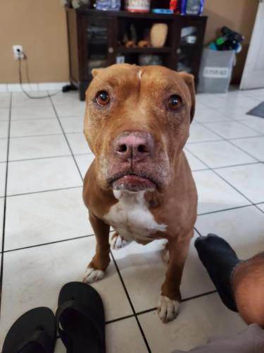 Lost Female Dog last seen Coldwater and victory , Los Angeles, CA 91606