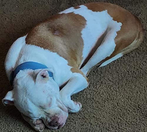 Lost Male Dog last seen Universal city library , Universal City, TX 78148