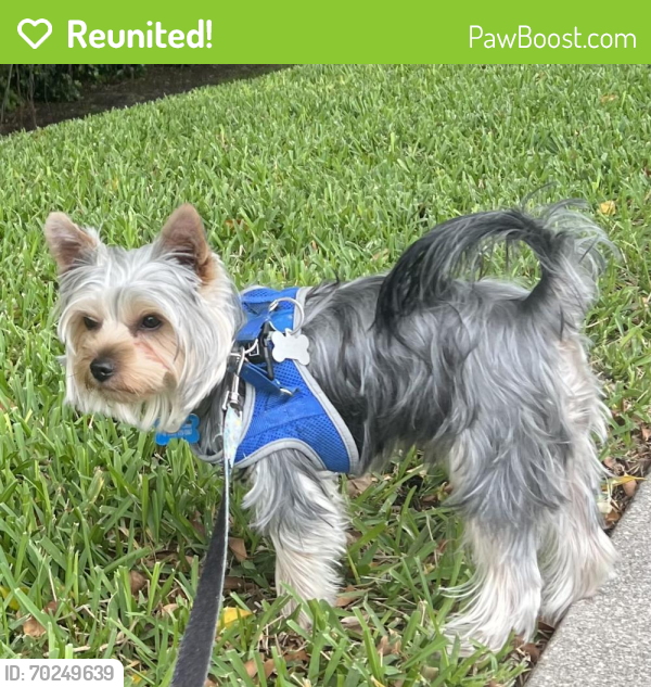 Reunited Male Dog last seen Lyons Rd south of Glades Rd, Boca Raton, FL 33434