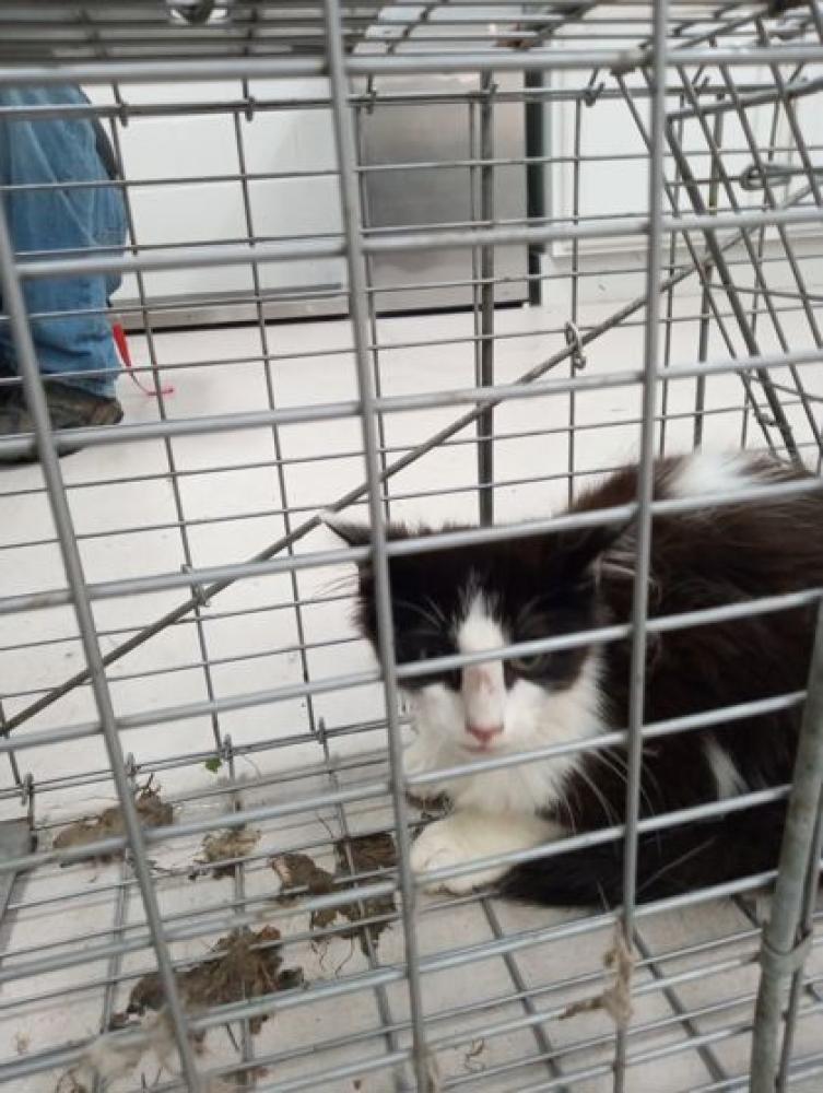 Shelter Stray Unknown Cat last seen Bowdon, GA 30108, Carrollton, GA 30117